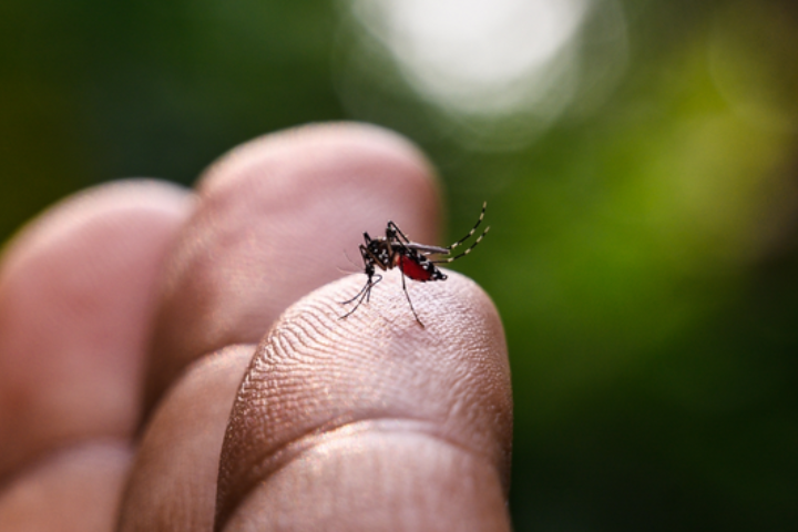 Foto de um mosquito da dengue pousado da mão